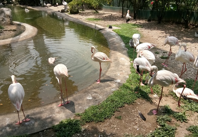 freshwater birds