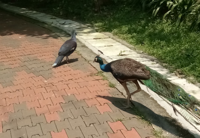 peacocks