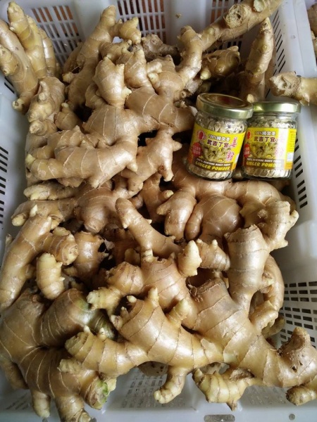 Bentong Ginger