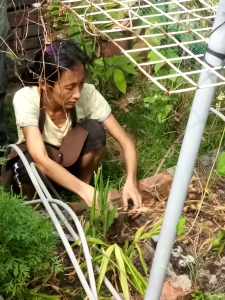 learn planting ginger