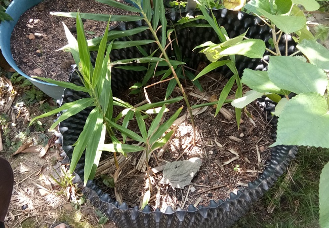 planting ginger