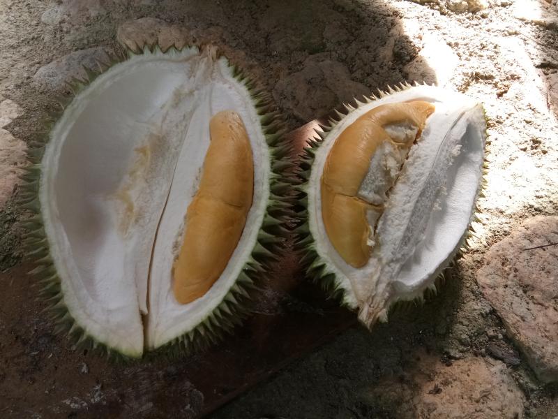 durian 1