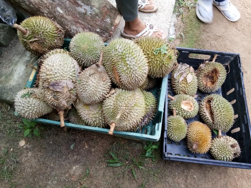 durian 2