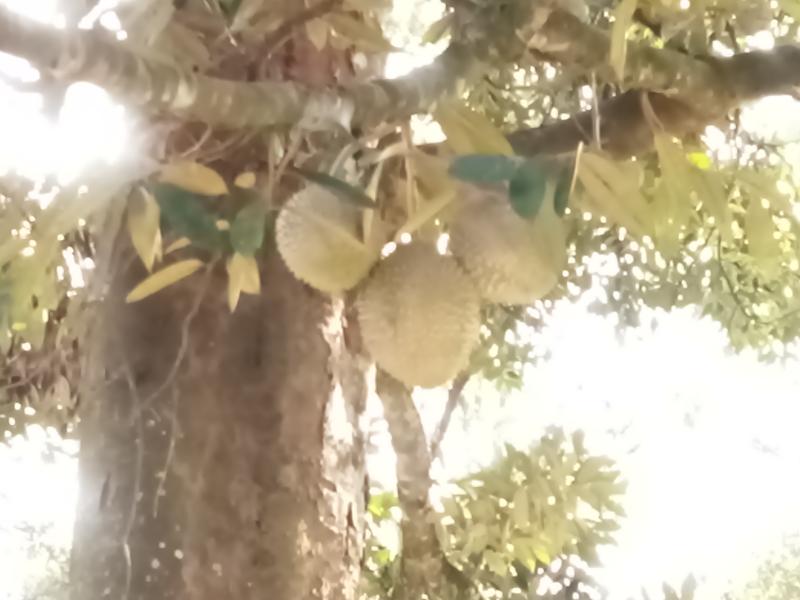 durian tree 2